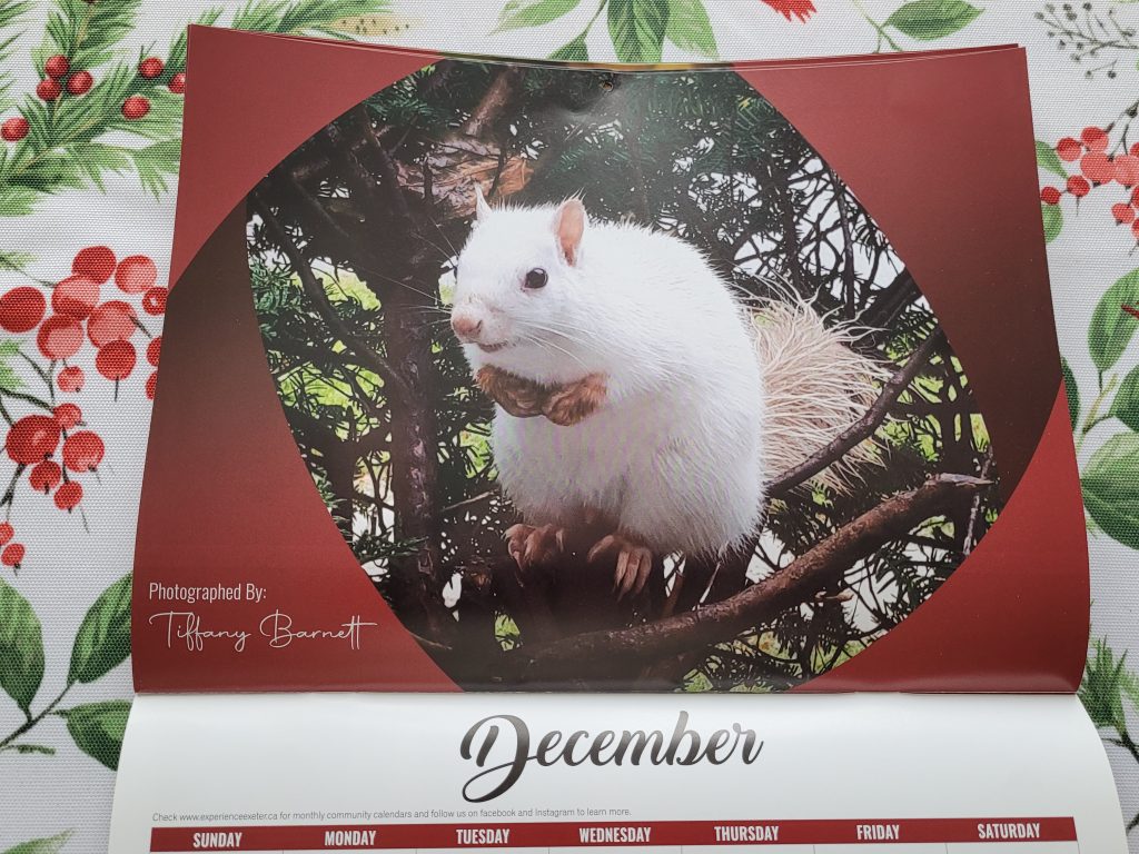 squirrel calendar